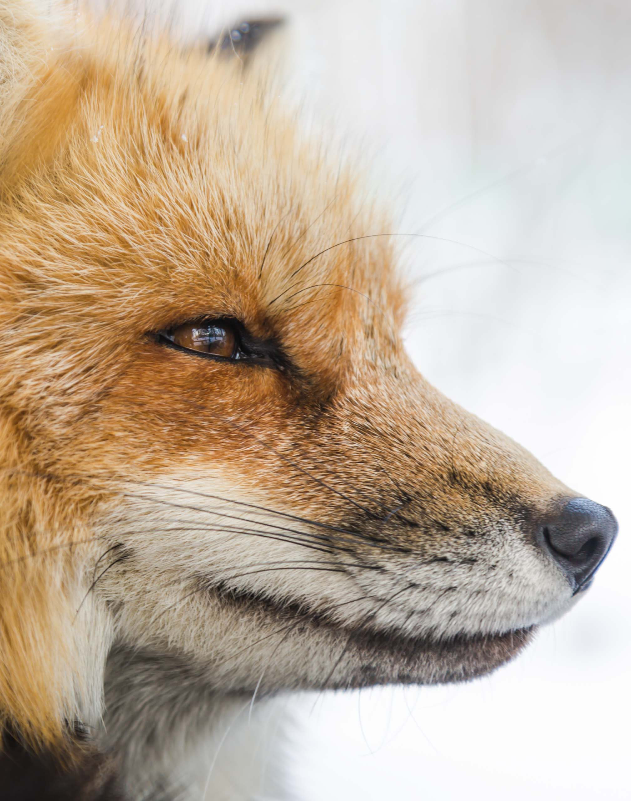Profile picture of a fox