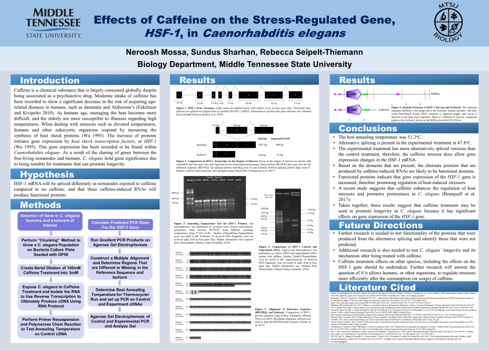 Effects of Caffeine on the Stress-Regulated Gene, HSF-1, in Caenorhabditis elegans