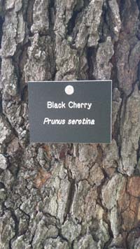 Black Cherry