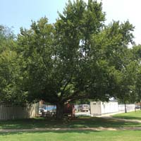 American Beech