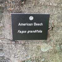 American Beech Tag