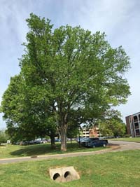 American Elm