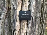 American Elm Tag