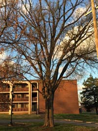 American Elm winter