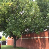 Sweetgum