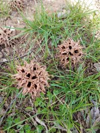 Sweetgum Fruit