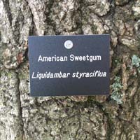 Sweetgum Tag