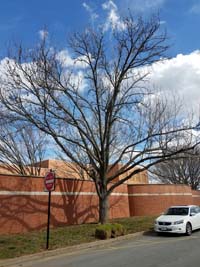 Sweetgum Winter