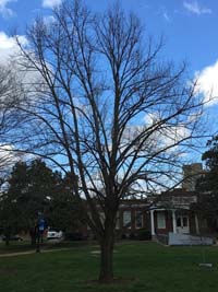 Basswood Winter