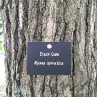 Black Gum Tag