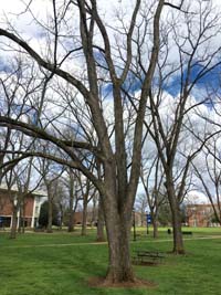 Black Walnut Winter