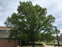 Bur Oak