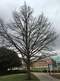 Bur Oak Winter