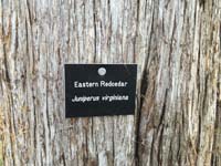 Red Cedar Tag