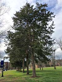 Eastern Red Cedar Tree