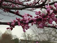 Redbud Bloom