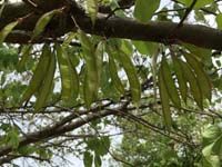 Redbud Leaf 