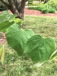 Redbud Leaf 2