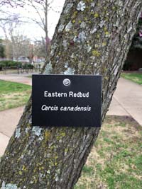 Redbud Tag