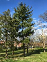 Eastern White Pine Tree