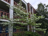 Flowering Dogwood