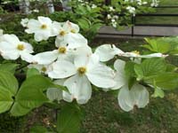 Flowering Dogwood Leaf