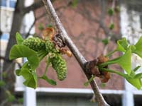 Ginko Biloba Cone