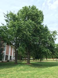 Ginko Biloba Tree