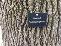 Green Ash Tag