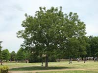 Kentucky Coffee Tree Biology