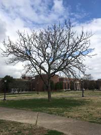 Kentucky Coffee Tree Biology Winter