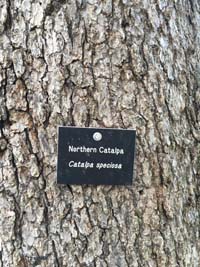 Catalpa Tag