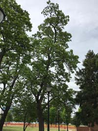 Catalpa Tree