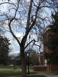 Catalpa Winter