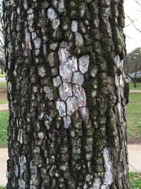 Persimmon Bark