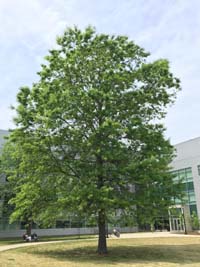 Pin Oak Biology