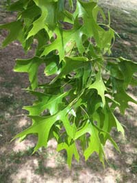 Pin Oak Leaf