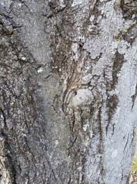 Red Maple Bark