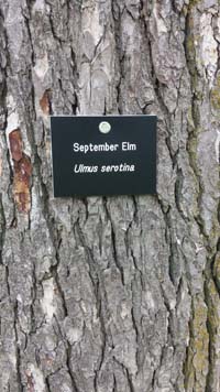 September Elm Tag