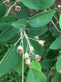 Serviceberry Leaf