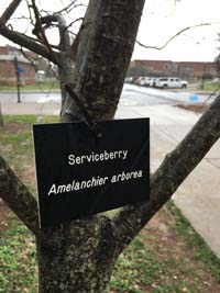 Serviceberry Tag