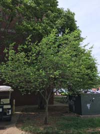 Serviceberry Tree