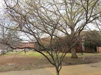 Serviceberry Winter