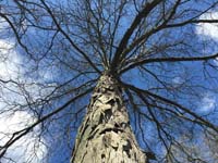 Shagbark Hickory Bark