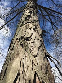 Shagbark Hickory Bark 2