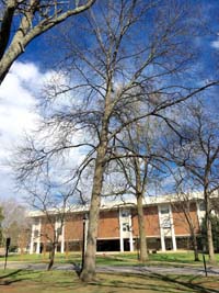 Shagbark Hickory Tree