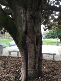 Southern Magnolia Bark