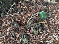 Southern Magnolia Fruit