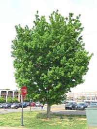 Sugar Maple Biology