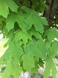 Sugar Maple Leaf